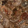 Petrified Wood